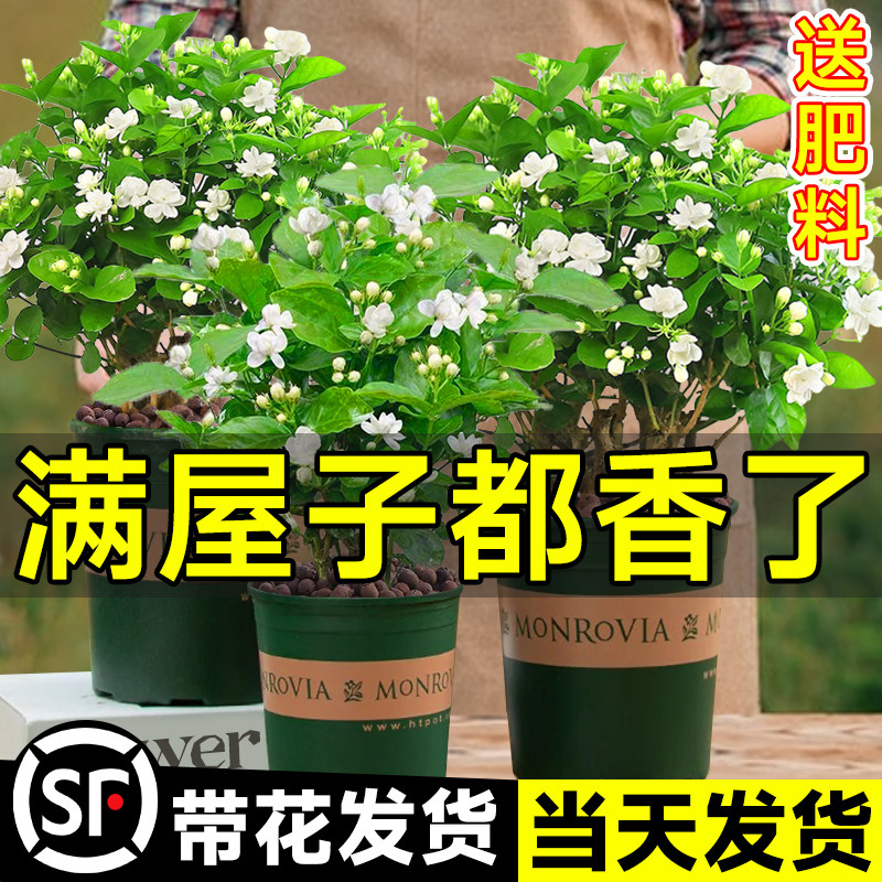 茉莉花苗盆栽带苞九里香老