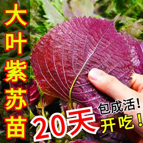 大叶紫苏种子盆栽苗可食用