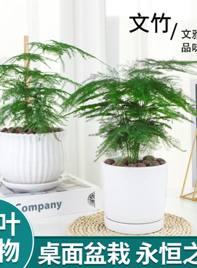 绿植盆栽大文竹办公室内客厅净化空气花卉易活植物盆景好养植物花