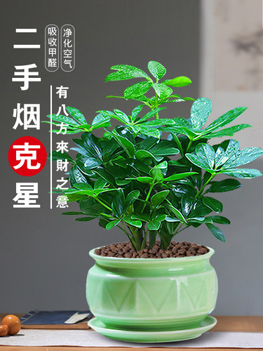 七叶莲招财树植物水培盆栽