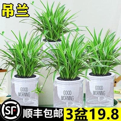 金边吊兰盆栽花卉植物室内
