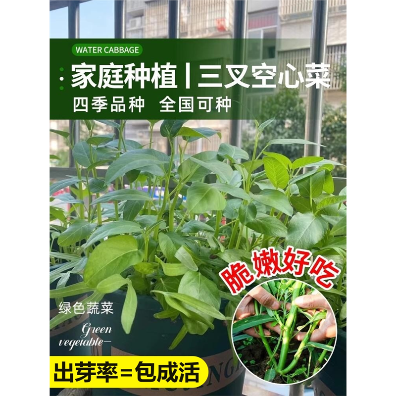 三叉空心菜种籽四季水培蔬