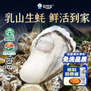 贝司令乳山生蚝鲜活5斤带箱海鲜水产海蛎子新鲜大牡蛎肉10批发商