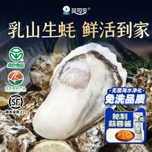 贝司令乳山生蚝鲜活5斤带箱海鲜水产海蛎子新鲜大牡蛎肉10批发商