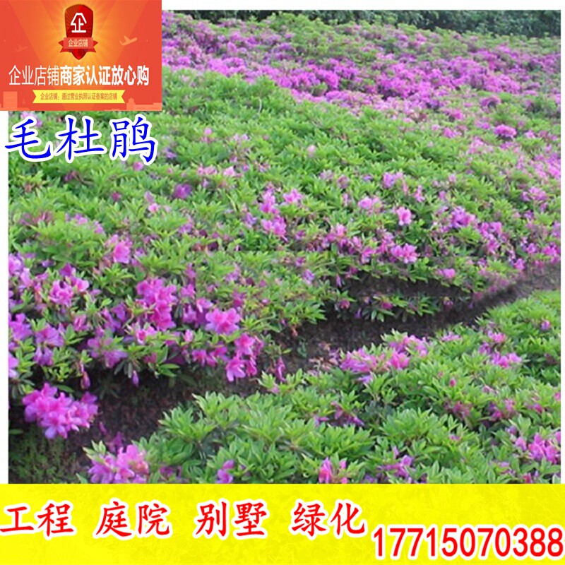 工程绿化苗木 杜鹃苗 杜鹃花苗 杜鹃小苗 毛杜鹃 庭院植物毛鹃苗