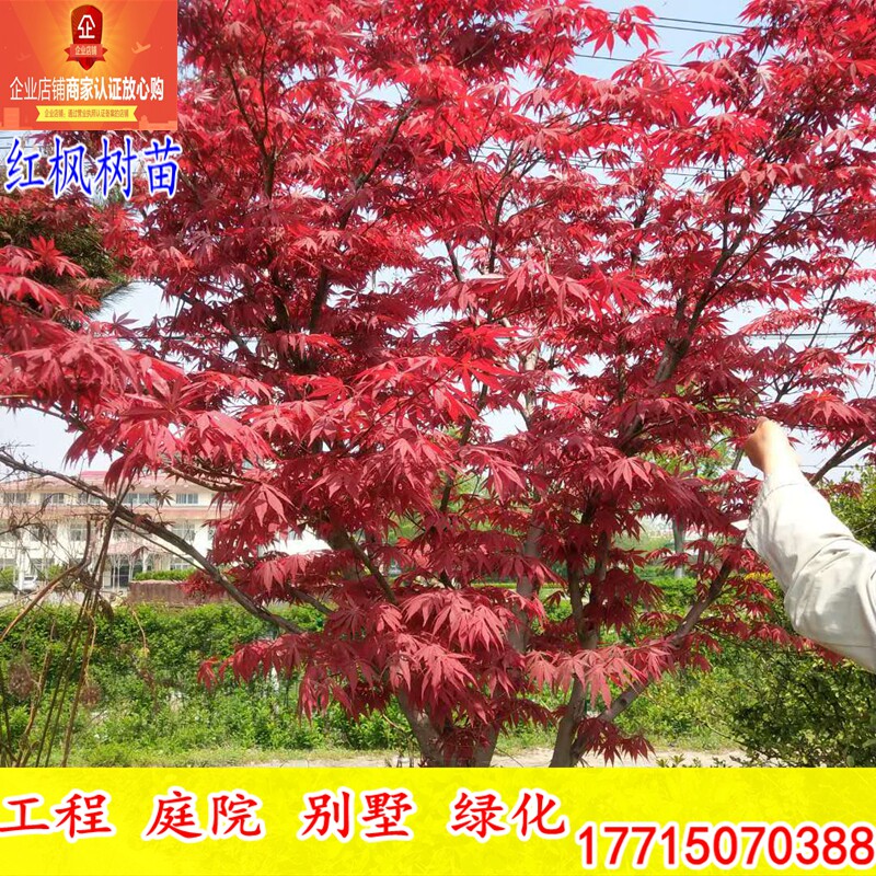 Maple Sapling Japan The red Monsters China Maple Sijihong plant Courtyard Villa Potted plant Red maple seedlingsin the Flower delivery/Flowers simulation/Plants gardening , Garden Plants/Trees/Fruit tree, Trees/Arbor category - from Buy2taobao.com to provide professional Taobao agent buy service