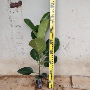 榕树高山大叶榕吸水石盆景造型四季常青风景树室内外苗木庭院绿化