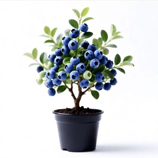 正宗蓝莓树果苗盆栽特大号蓝莓苗南方种植l25北方f6果树果苗大全