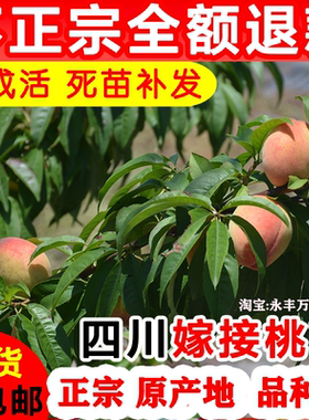 桃树果苗四川龙泉水蜜桃树果苗嫁接苗水果树盆栽地栽树苗南方种植