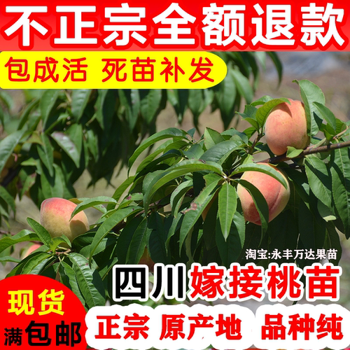 【产地直发】桃子树苗