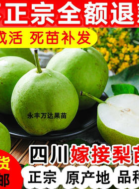 梨树苗脆翠冠梨子树地栽嫁接苗南方当年结果树雪梨早酥红梨树果苗