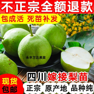 梨树苗脆翠冠梨子树地栽嫁接苗南方当年结果树雪梨早酥红梨树果苗