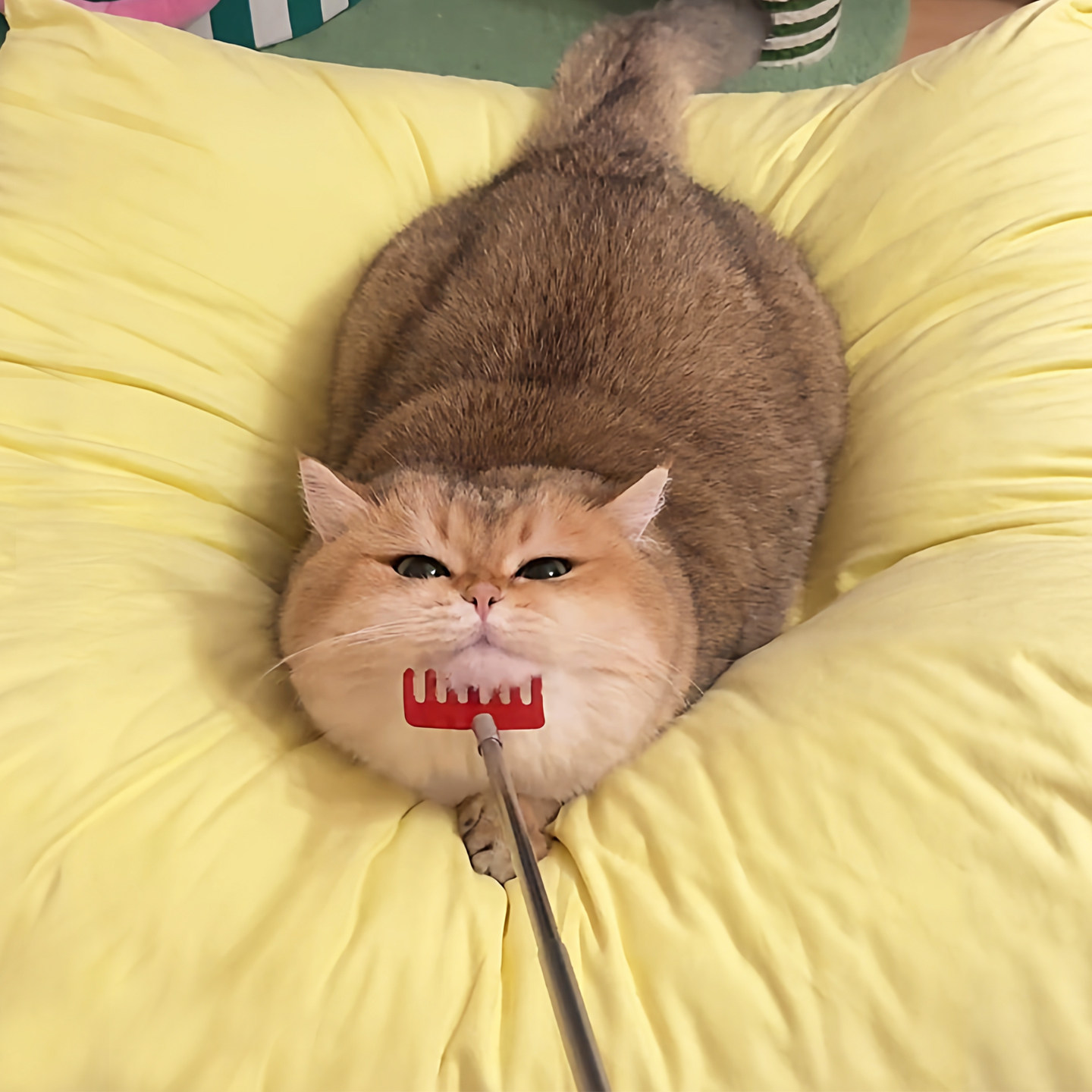 新款猫咪逗猫棒按摩挠痒痒棒幼猫互动玩具可伸缩宠物解闷逗趣用品,宠物/宠物食品及用品,逗猫棒,淘宝优惠券,粉丝福利购,淘宝优惠卷