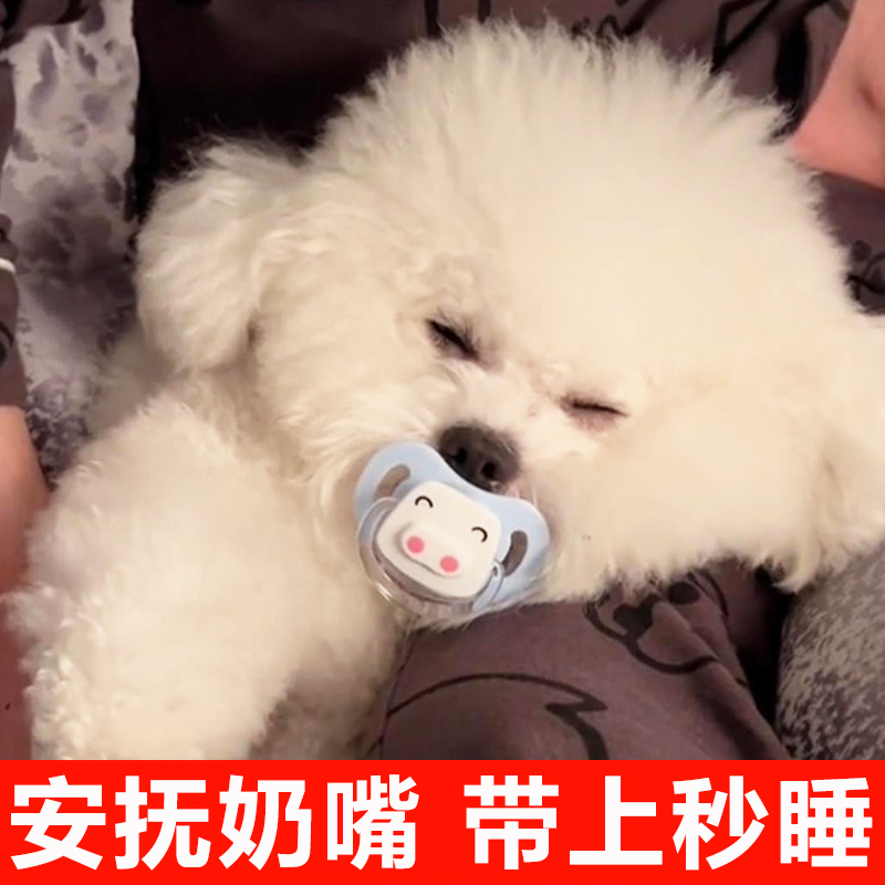 比熊博美专用奶嘴玩具磨牙洁齿小狗安抚宠物断奶小体幼犬咬胶用品