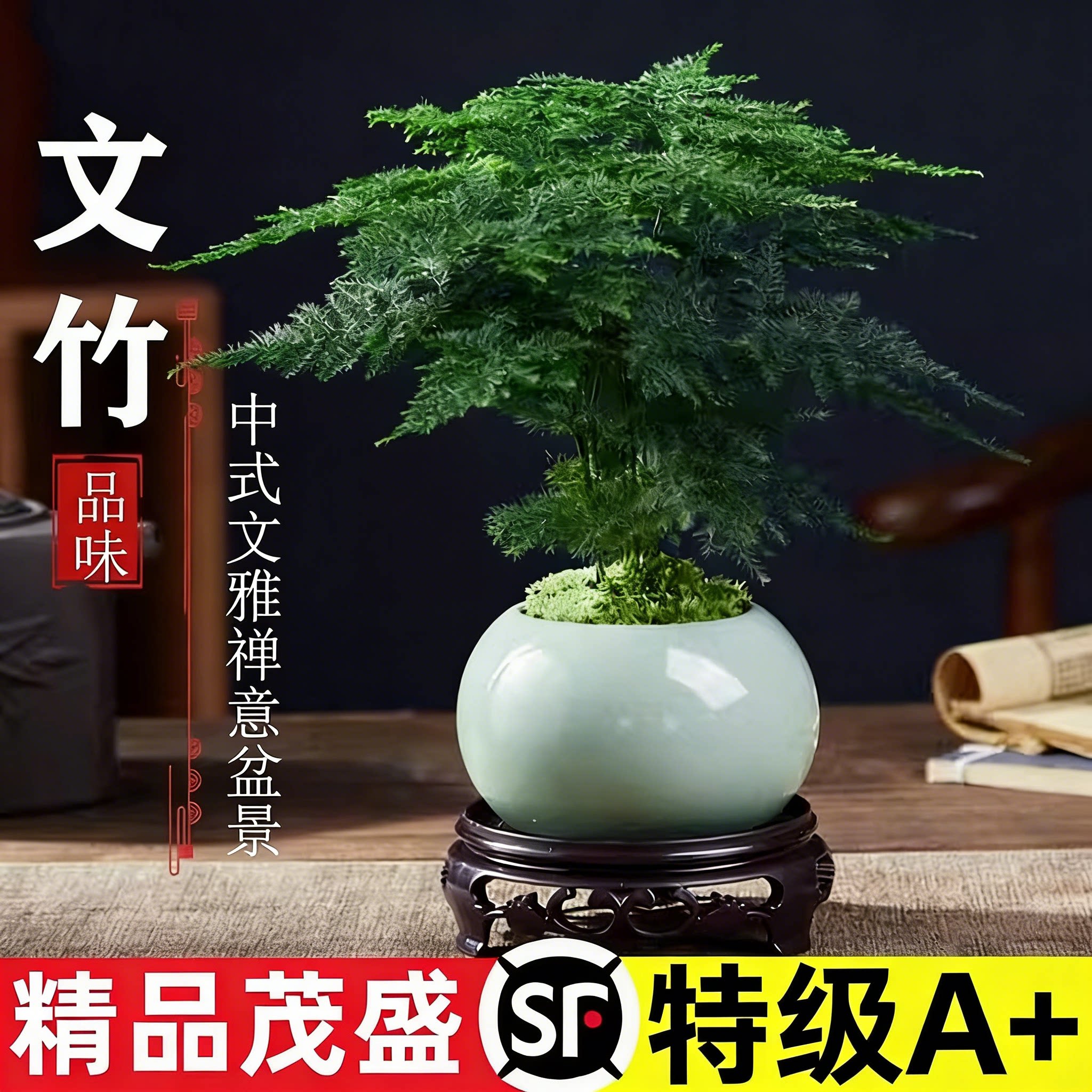 文竹盆栽植物室内办公室水培客厅懒人小绿植花卉大全盆景四季常青