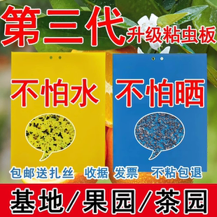 黄板双面粘虫板蓟马纸贴黄蓝小黑飞虫果园沾果苍蝇诱捕器粘板大棚