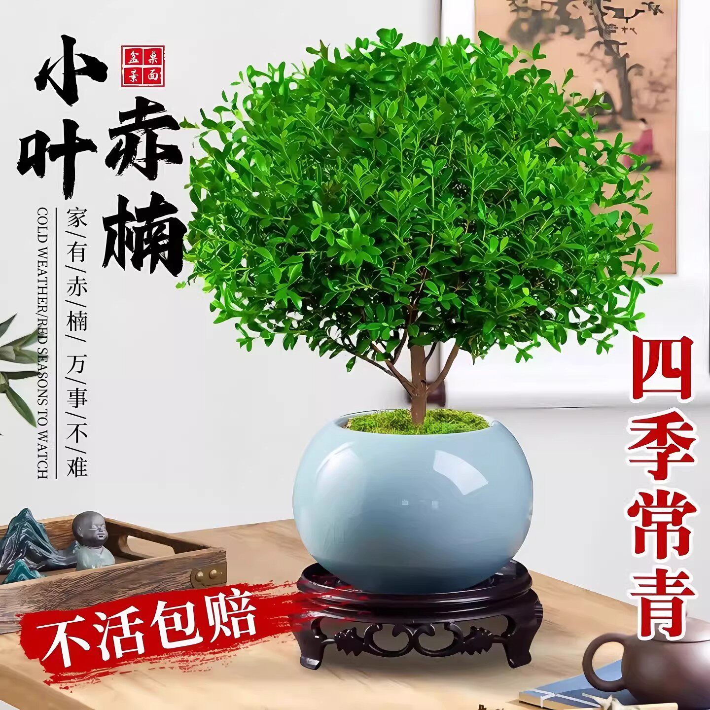 小叶赤楠老桩树苗紫檀微景观办公室四季好养金丝楠木盆栽桌面绿植