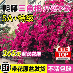 爬藤三角梅盆栽绿樱红樱老桩带花发货阳台庭院花卉绿植物四季常青