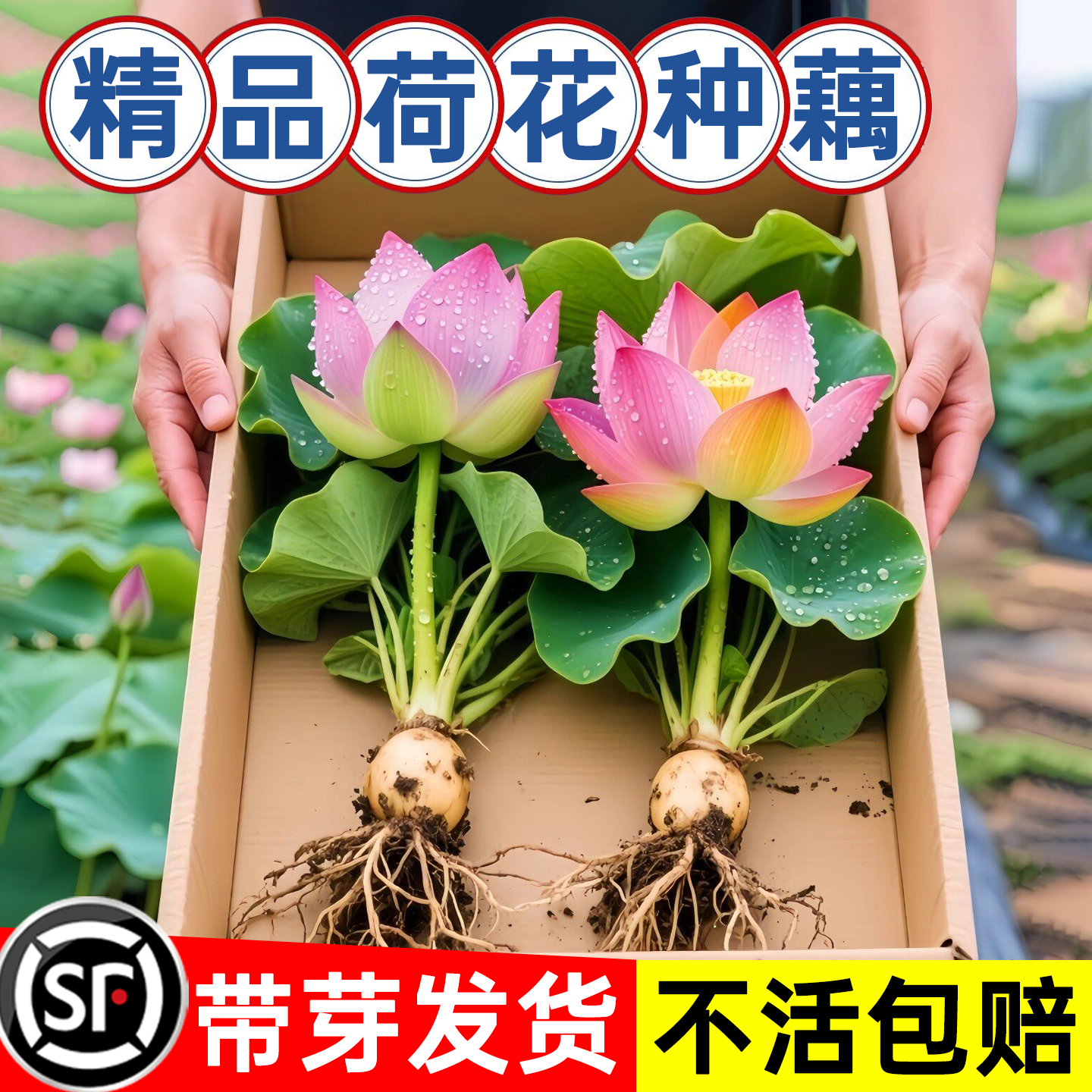 观赏荷花藕种藕苗花园花卉绿植盆栽睡莲水培鲜花植物高产食用莲藕
