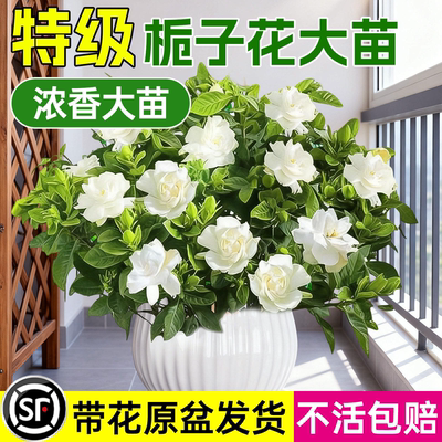 【不活包赔】栀子花盆栽四季开花