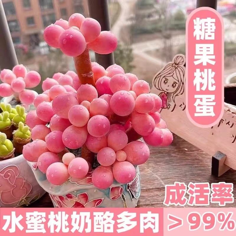 水蜜桃桃蛋多肉植物室内盆栽老桩多头群生多肉超萌可爱办公室花卉