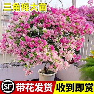 【正宗三角梅】爬藤三角梅盆栽绿樱红樱老桩带花发货耐寒爬藤植物
