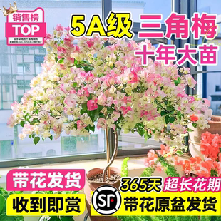 【十年大苗】爬藤三角梅盆栽绿樱红樱老桩带花发货耐寒爬藤植物