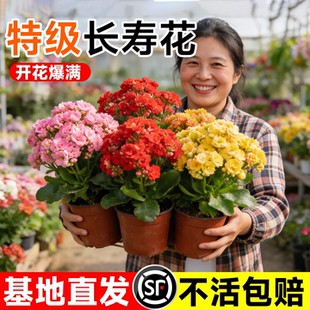 长寿花盆栽带花苞重瓣大花鲜花室内开花花卉绿植物花苗四季好养活