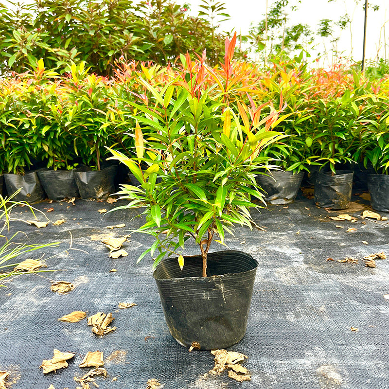 红车树苗庭院园林绿化工程四季常青红鳞蒲桃植物篱笆围墙乔木绿篱