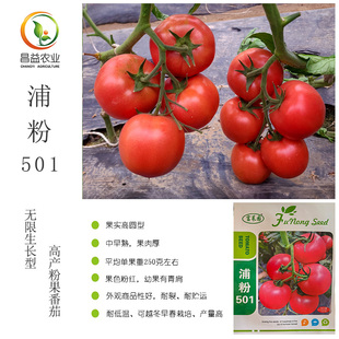 浦粉501粉果番茄种子 上海富农种业高产口感型粉果大番茄西红柿种