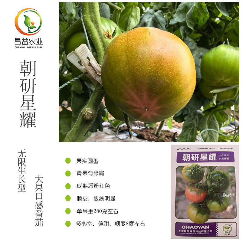 朝研星耀大口感番茄种子脆皮偏甜放线明显高产抗病口感西红柿种子