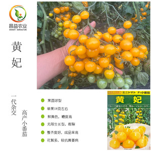 黄妃小番茄种子孑 日本进口黄色圆形玲珑小番茄种子籽 圣女果种子