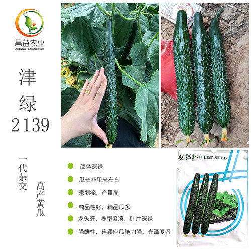天津绿丰强雌黄瓜津绿2139