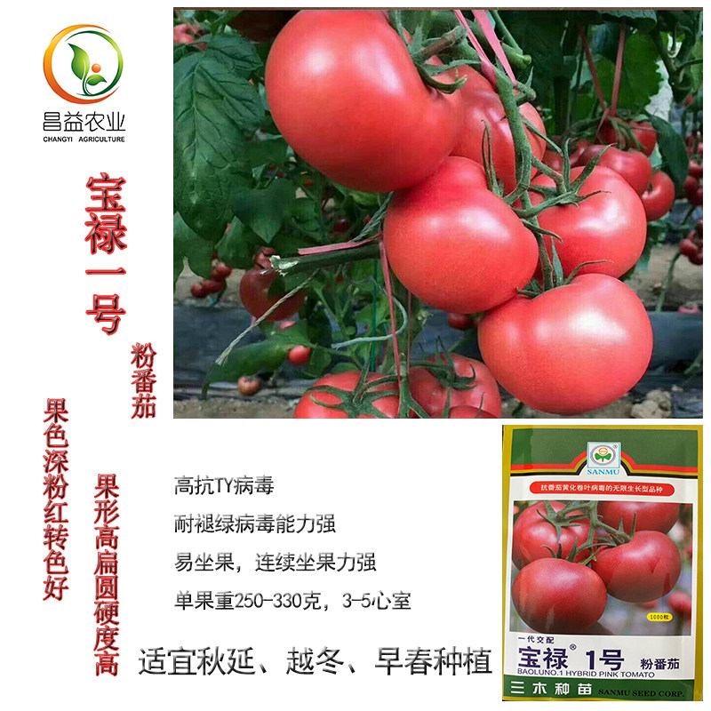 宝禄1号抗病毒大果硬粉西红柿种子高抗TY病毒高产耐储运番茄种籽