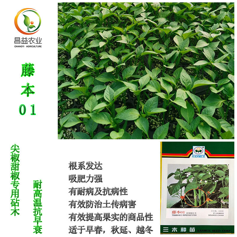 藤本01甜椒辣椒专用砧木种籽孑尖椒砧木防治土传病害辣椒嫁接专用