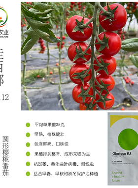 瑞克斯旺佳西娜74-112红色圆形串收樱桃番茄种子籽平均单果重35克