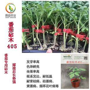 上海惠和番茄砧木405种籽孑 番茄杂交种子嫁接西红柿番茄砧木种子
