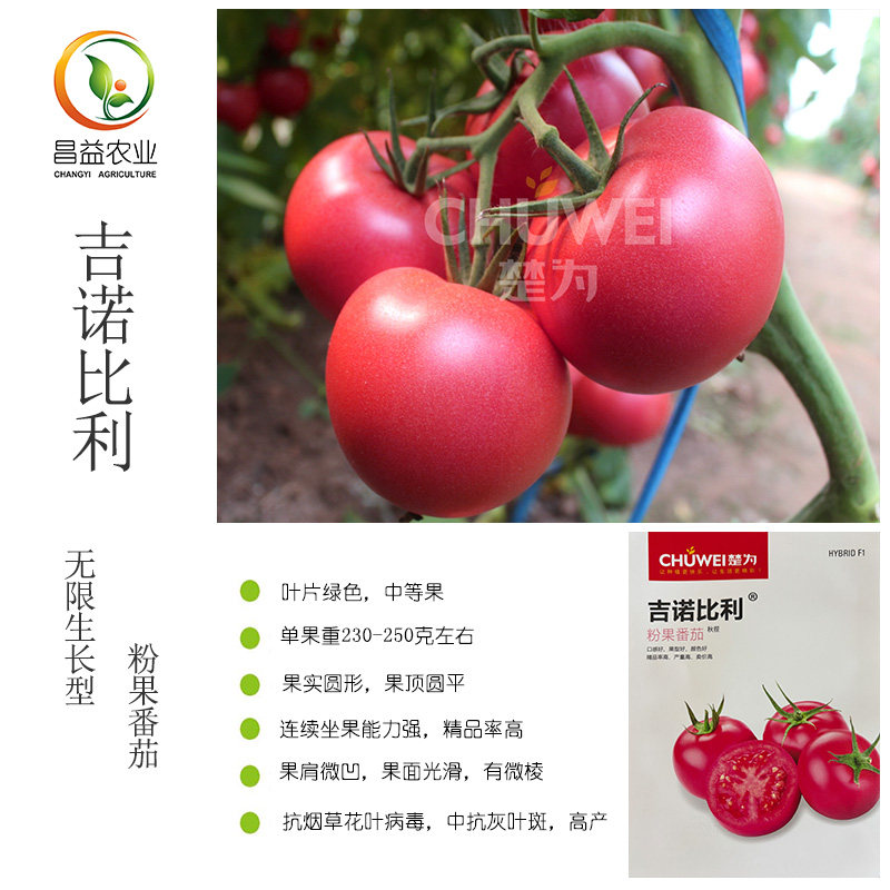 吉诺比利粉果番茄种子楚为生物口感好果型号颜色好西红柿番茄种子,农用物资,蔬菜种子/种苗,淘宝优惠券,粉丝福利购,淘宝优惠卷