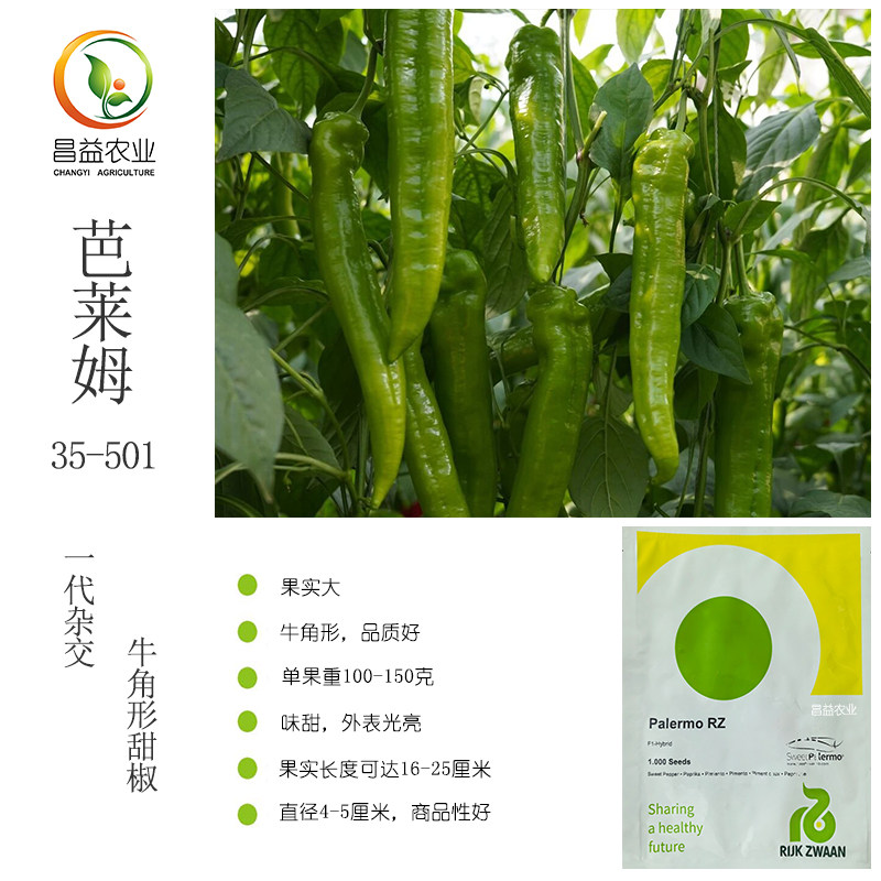 芭莱姆35-501甜椒辣椒种子