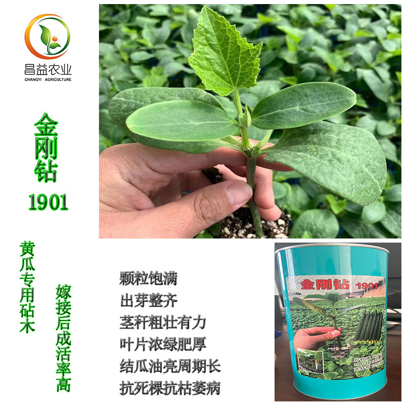 金刚钻1901黄瓜嫁接砧木 耐寒耐热抗病高产 高亮度油亮南瓜子砧木
