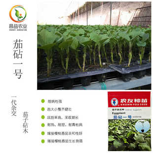 茄砧一号樱桃番茄嫁接砧木 茄子砧木 耐热耐湿抗青枯病砧木