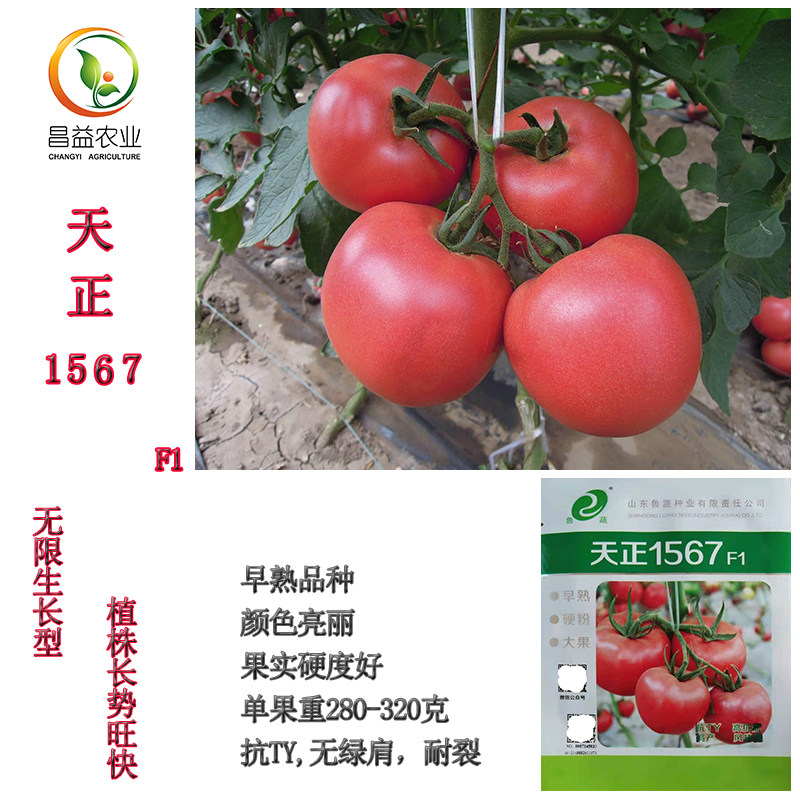 天正1567大果硬粉番茄种籽孑早熟无青肩耐裂果抗病粉果西红柿种子,农用物资,蔬菜种子/种苗,淘宝优惠券,粉丝福利购,淘宝优惠卷