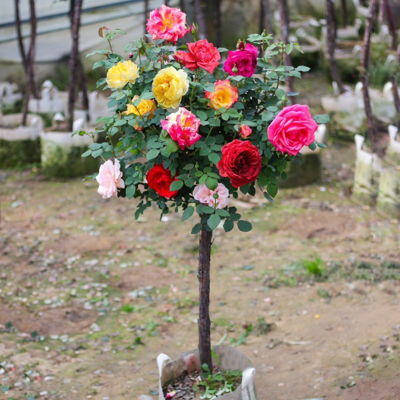 耐寒耐热花卉植物大花品种树状月季花树桩月季带花苞发货