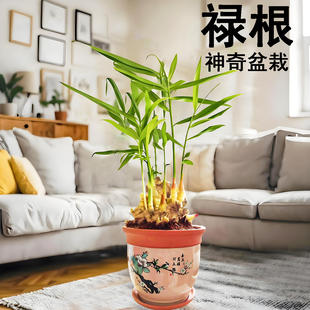 禄根盆栽客厅办公室内灵草绿植生姜芽苗好寓意节节高一桶姜山盆景
