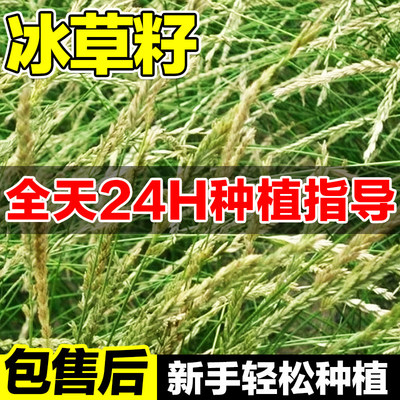 冰草籽四季扁穗冰草别名野麦子羽状小麦草牧草种籽暖季型草坪种子