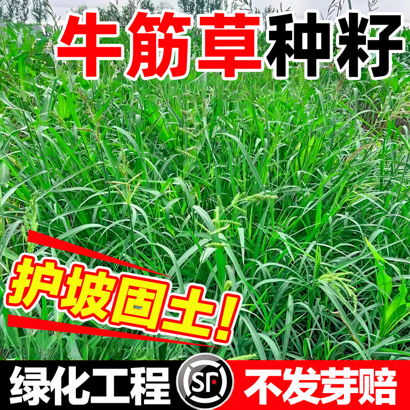 牛筋草种籽牧草种子野草老驴拽护坡绿化复绿固土混合草籽杂草矿山