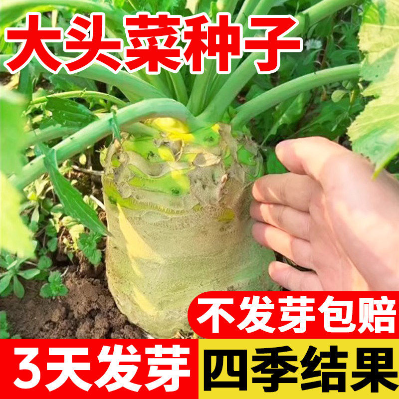 大头菜种子四川光头芥菜疙瘩种籽辣菜秋季秋后种植种孑大全蔬菜籽