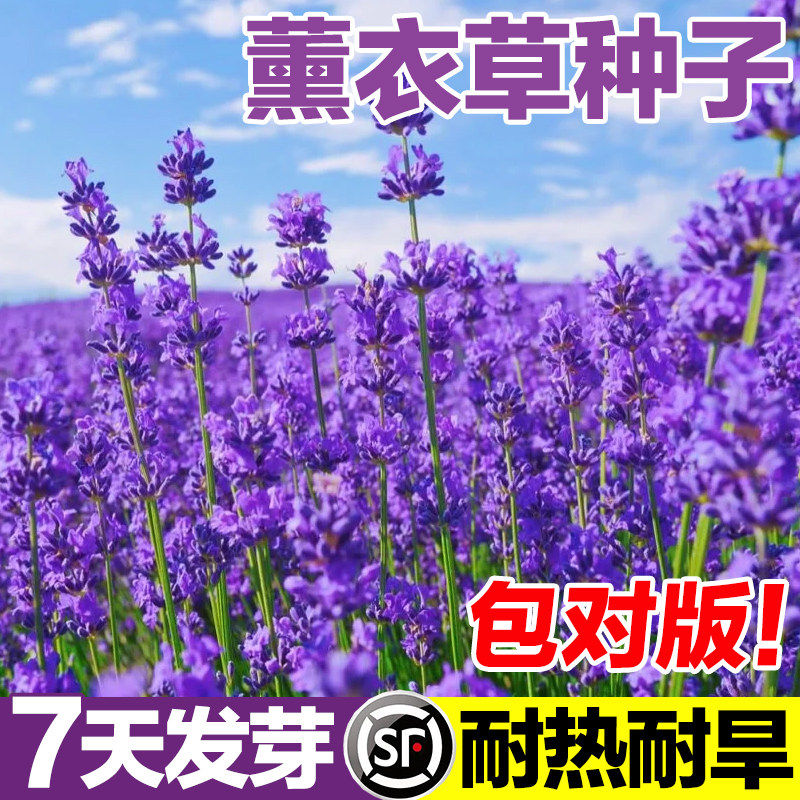 薰衣草种子普罗旺斯四季种庭院阳台盆栽室内花籽种花种籽蚊虫香草