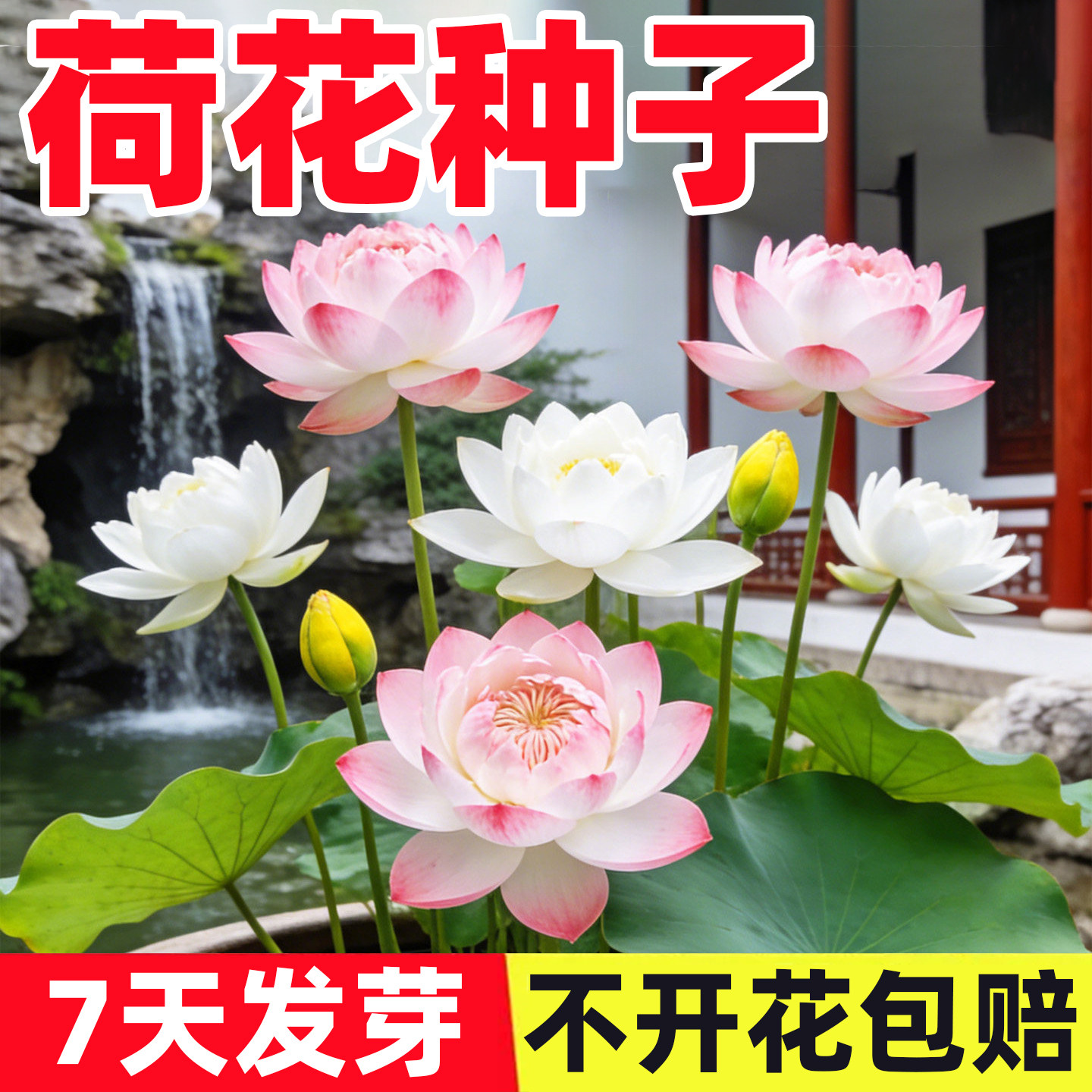 荷花种子开口莲子池塘大叶莲藕水生养植物易种种籽四季室外观赏花