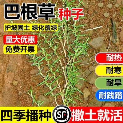 巴根草牛筋草种子爬地草狗牙根护坡草籽护坡种子防水土流失铁线草